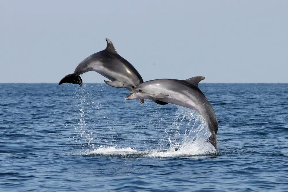 www.morigenos.org dolphins piran jumping 02.jpg