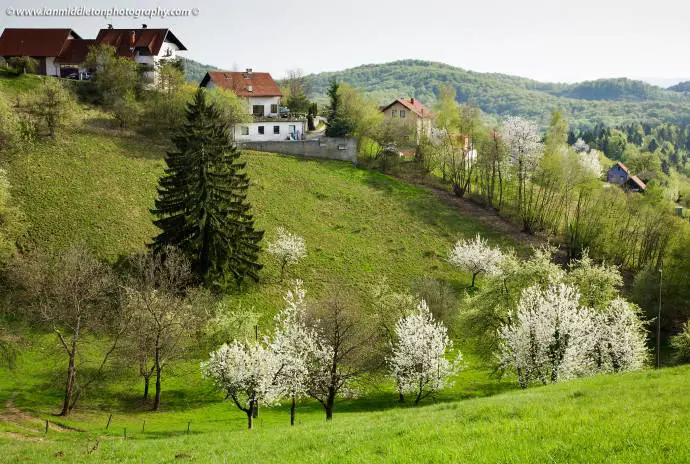 Trees blossoming in Spring near Volavlje in the Janče hills to the east of Ljubljana, Slovenia