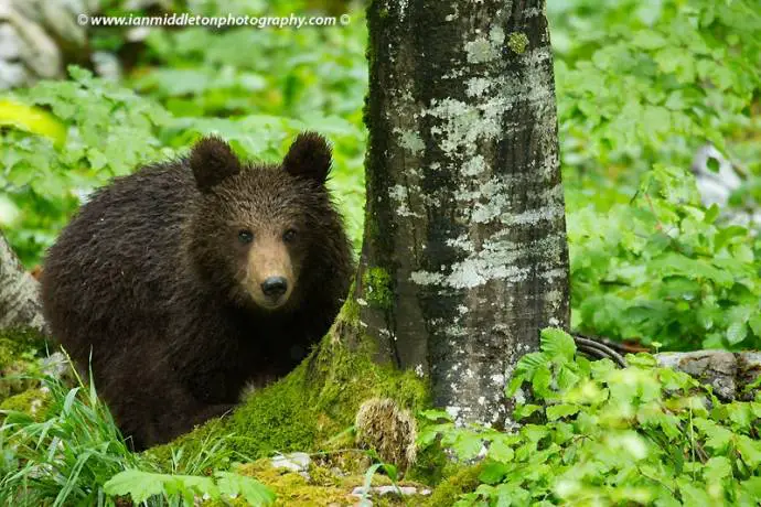More Tourists Now Go Bear Watching in Slovenia