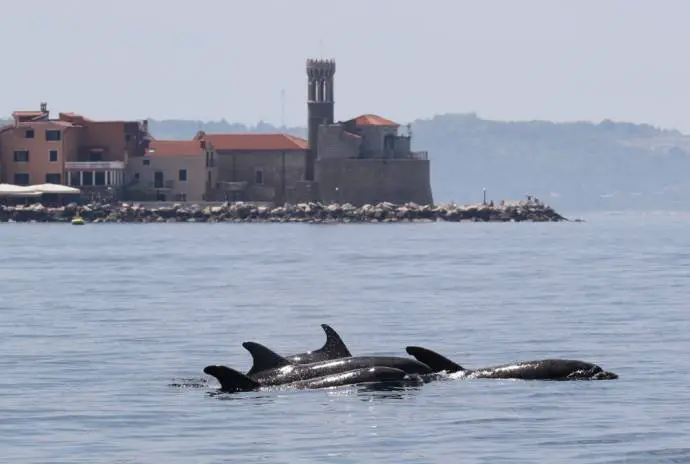 Morigenos: Monitoring Dolphins in the Gulf of Trieste