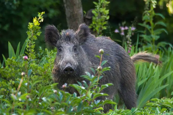 For Now Wild Boar are Staying in City Forest Panovec