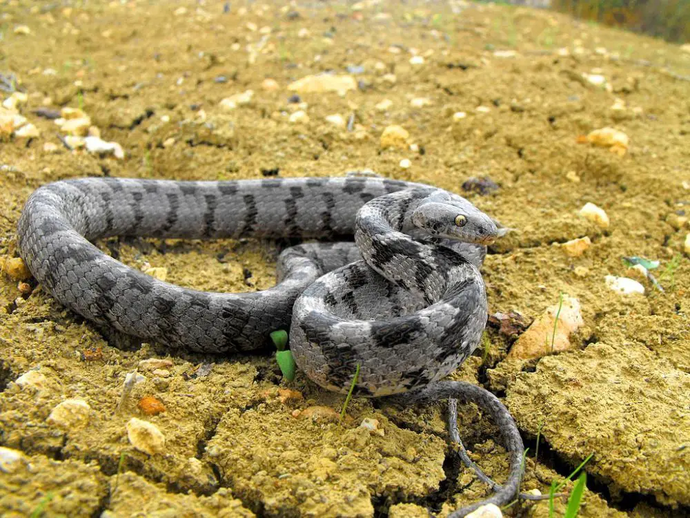 1024px-Mediterranean_Cat_Snake.jpg