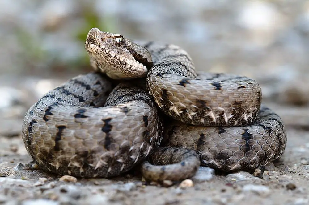 800px-Vipera_aspis_aspis Felix Reimann cc by.jpg