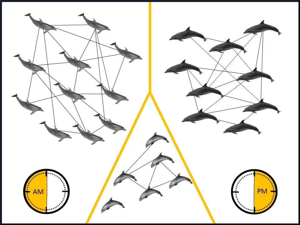 Casoris - Tilen Genov-Morigenos dolphins genov_etal_2018_infographic_light.jpg