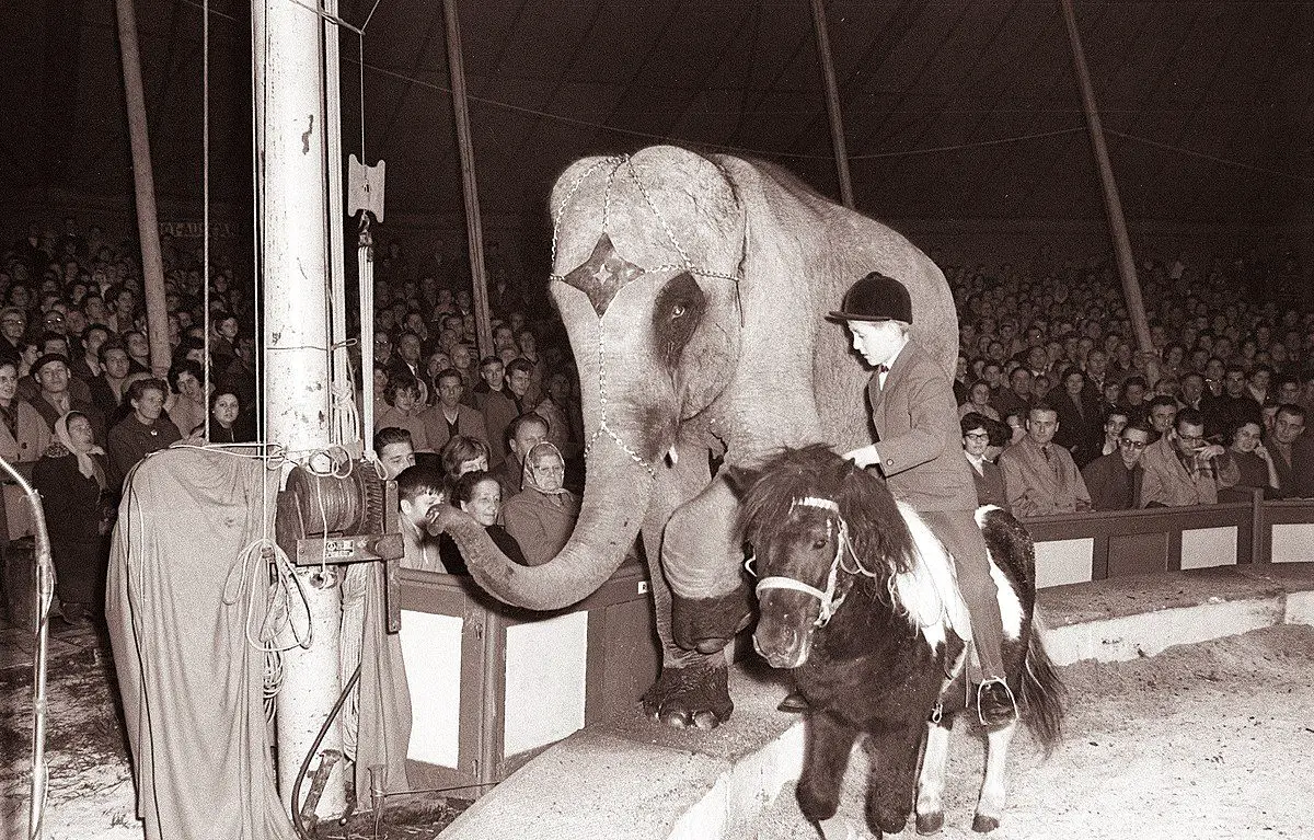Cirkus Busch pri kadetnici v Mariboru 8 November 1961 Dragiša Modrinjak 02.jpg