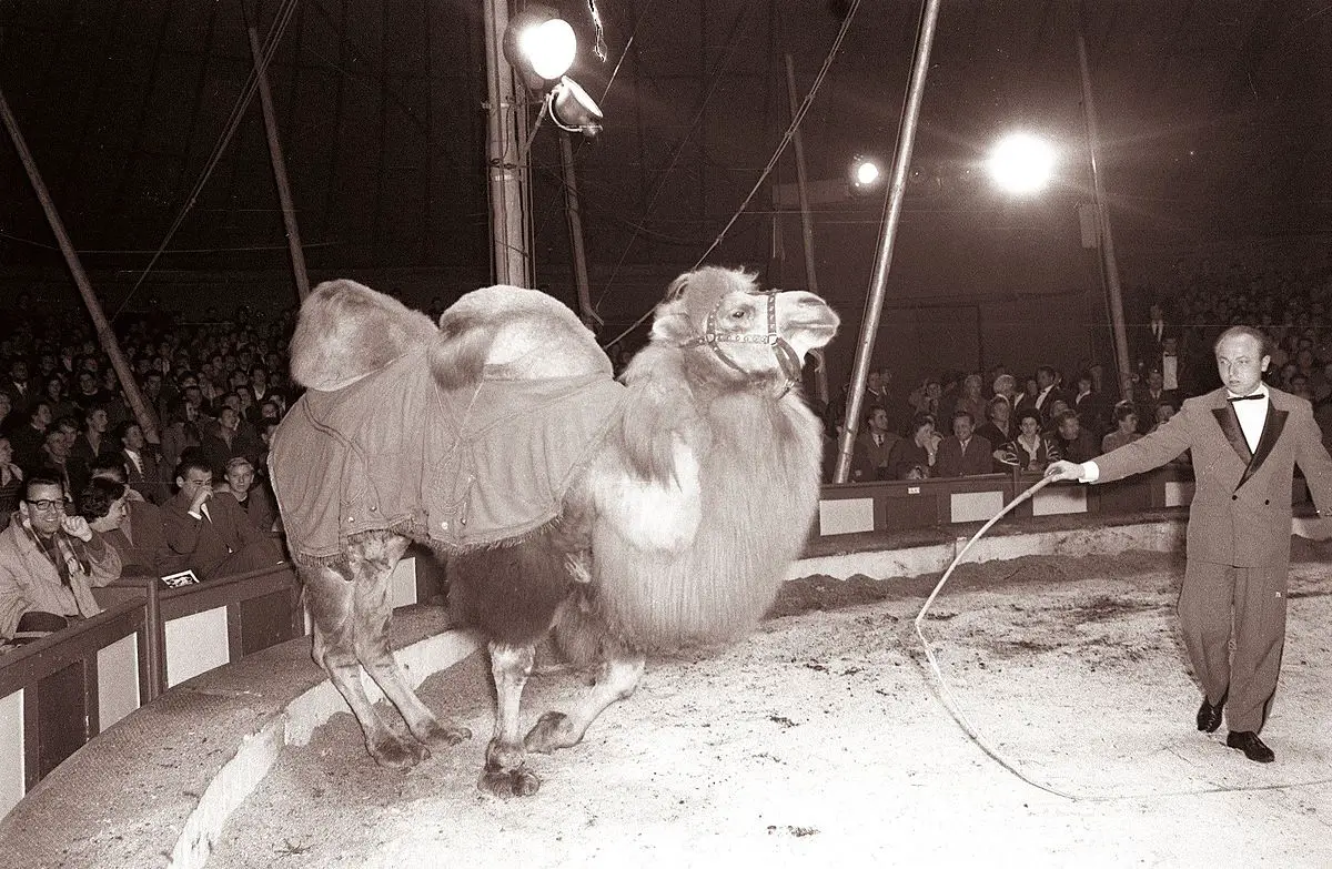 Cirkus Busch pri kadetnici v Mariboru 8 November 1961 Dragiša Modrinjak 03.jpg