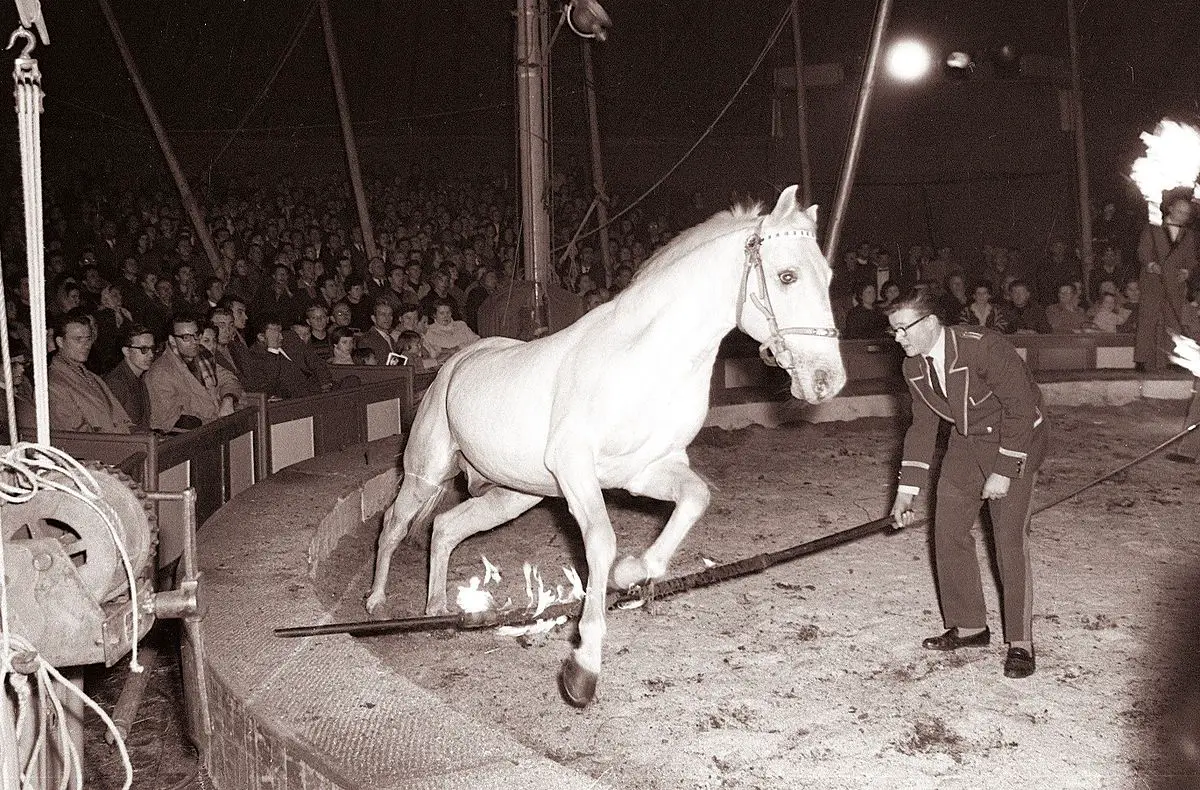 Cirkus Busch pri kadetnici v Mariboru 8 November 1961 Dragiša Modrinjak 04.jpg