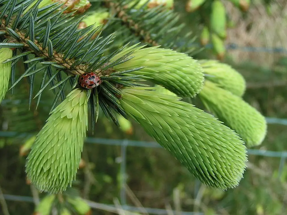 Dave Dunford Ladybird on spruce  CC BYSA 2.0.jpg