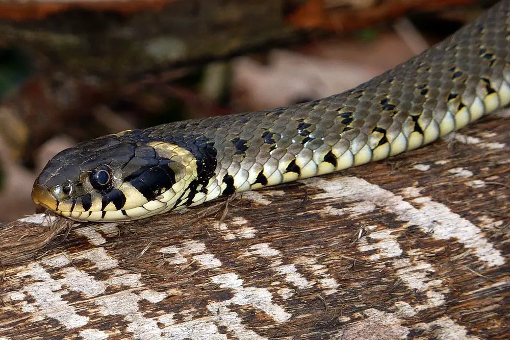 Grass-Snake-Natrix-Natrix-Snake-CC0 Public Domain.jpg