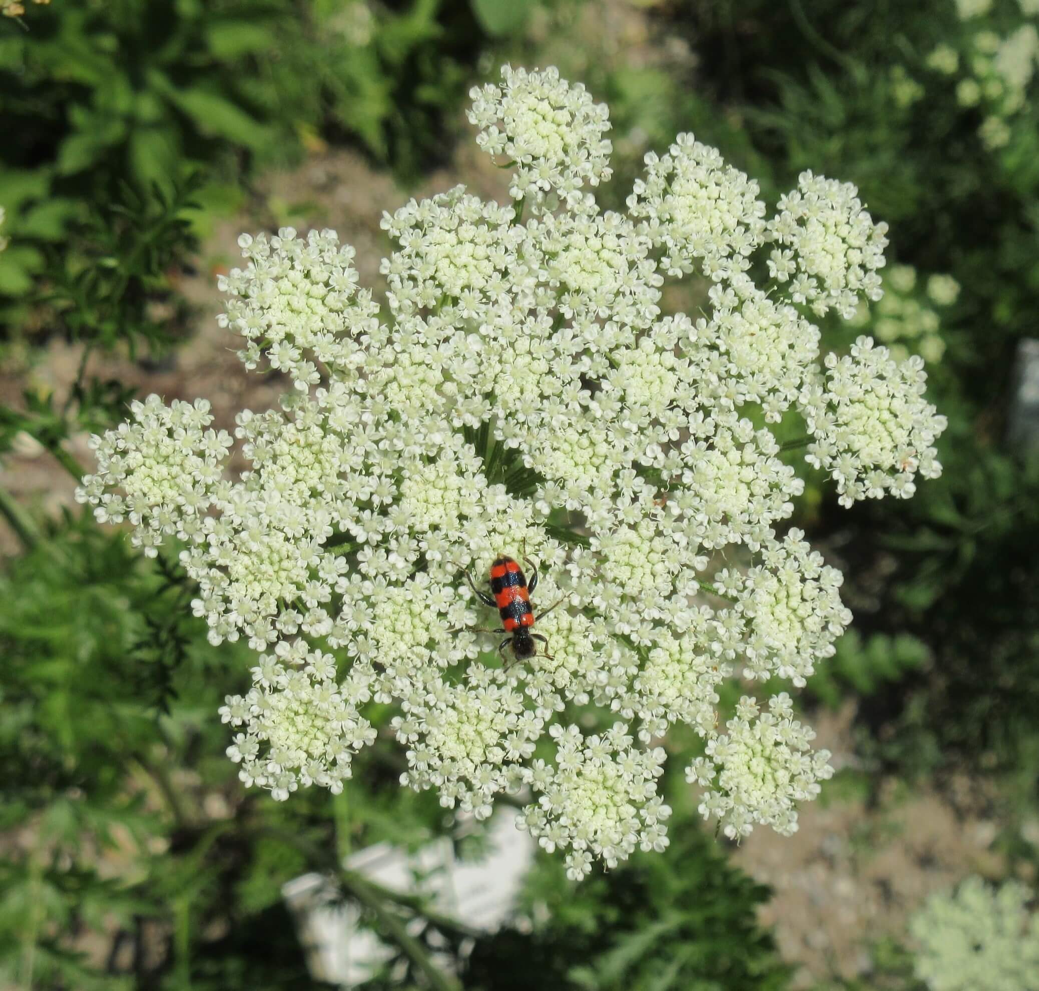 JL Flanner Botanic Garden July 2019 (15).JPG