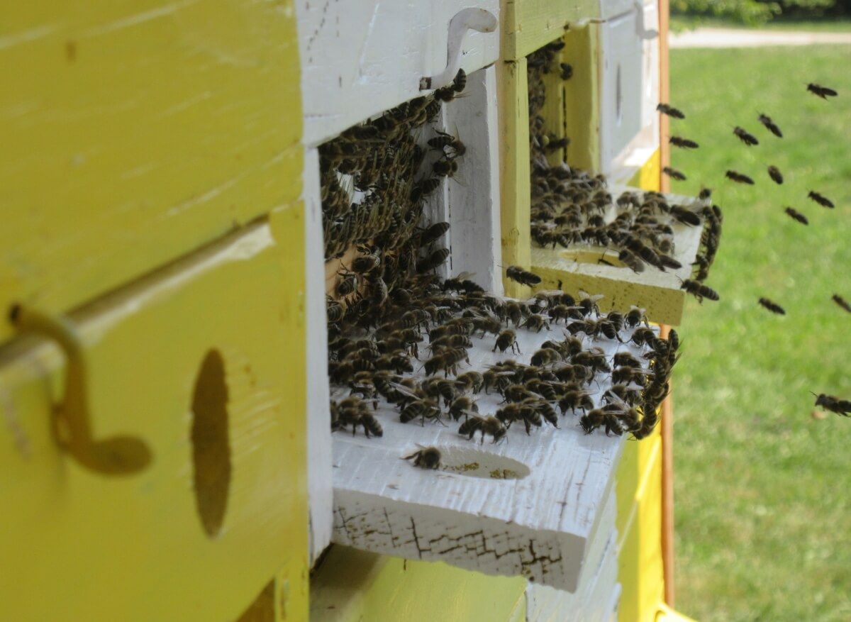 JL Flanner honeybee botanical gardens july 2019.JPG