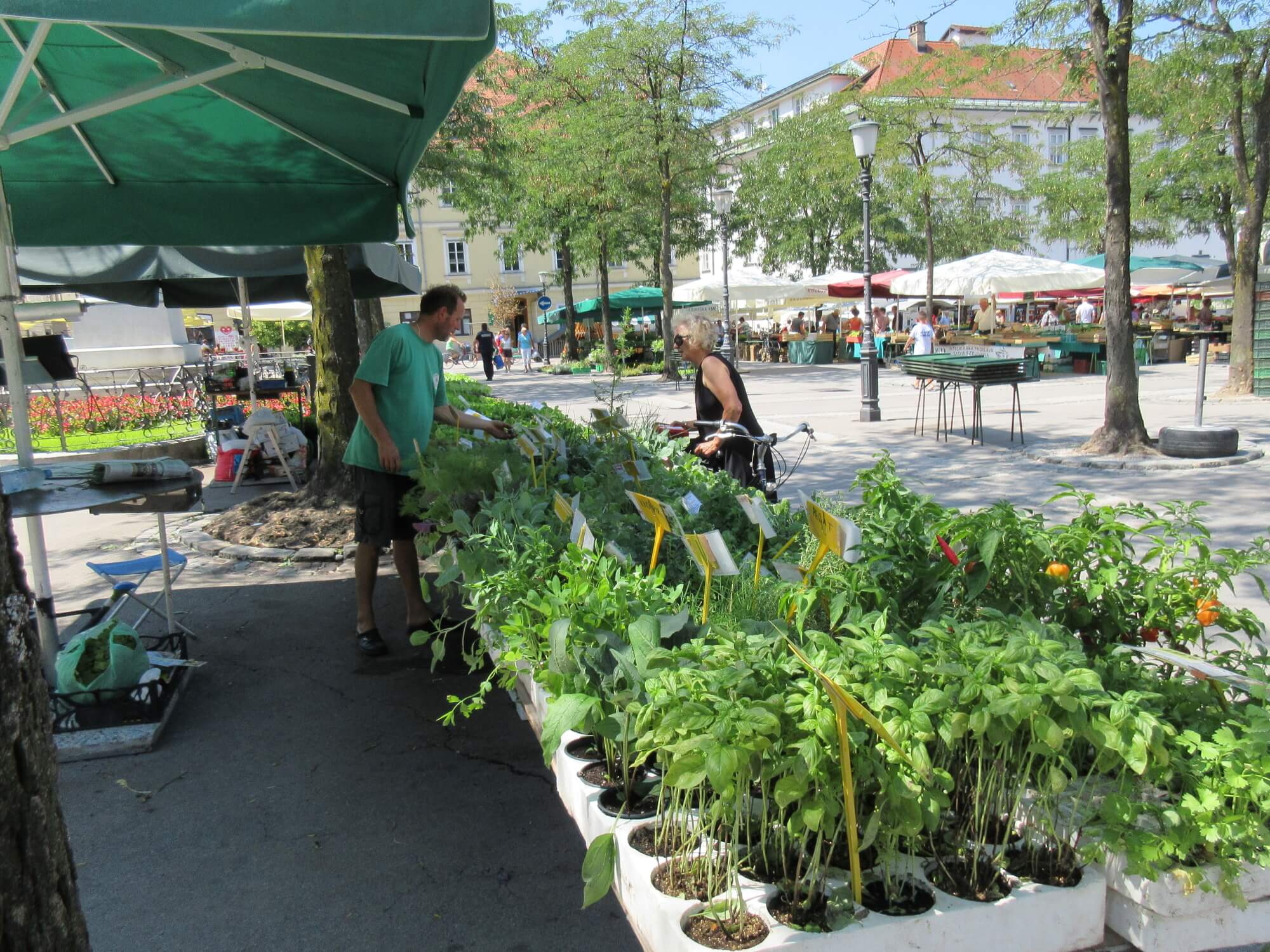 Ljubljana Central Market herbal garden.jpg