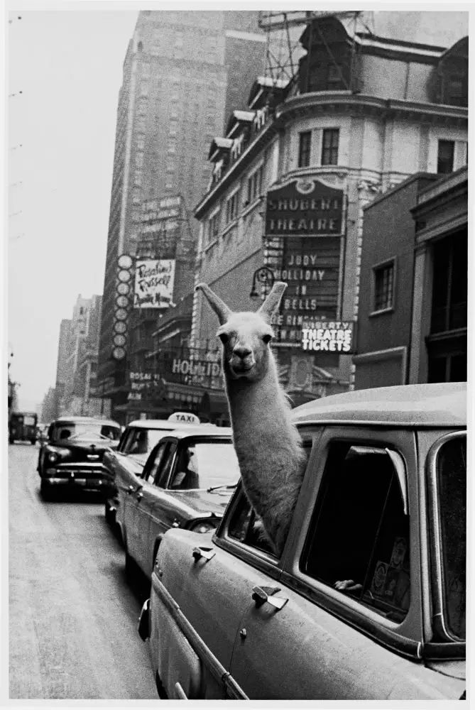 Llama near Times Square, New York City, USA, 1957.jpg