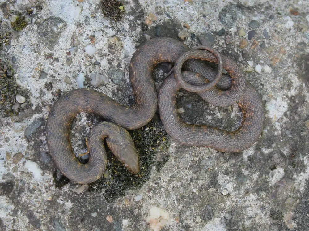 Mircea Nita dice snake by 2.0 flickr.jpg