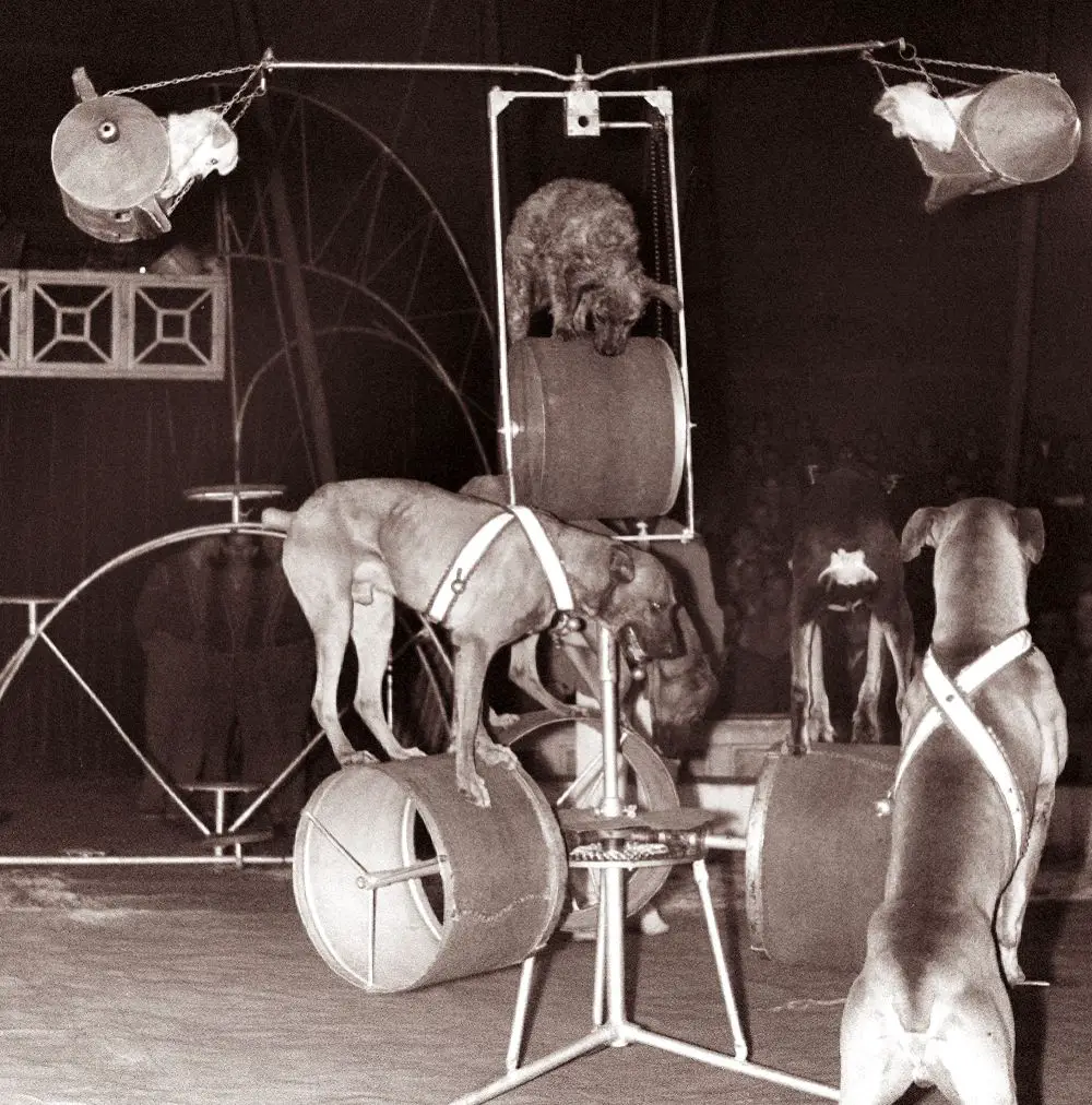 Premieria cirkusa Adria v Magdalenskem parku 21 September 1962 Danilo Škofič 05.jpg