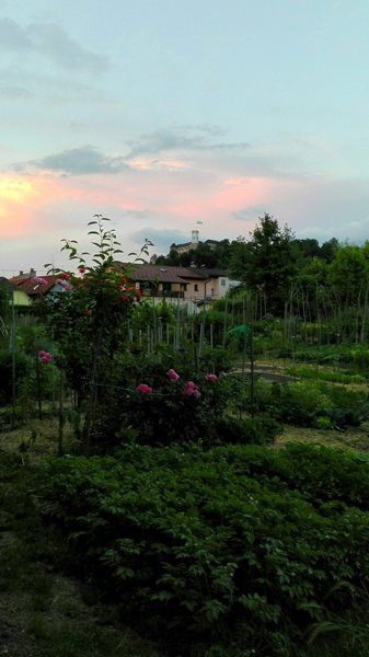 Trnovo veggies and flowers.jpg