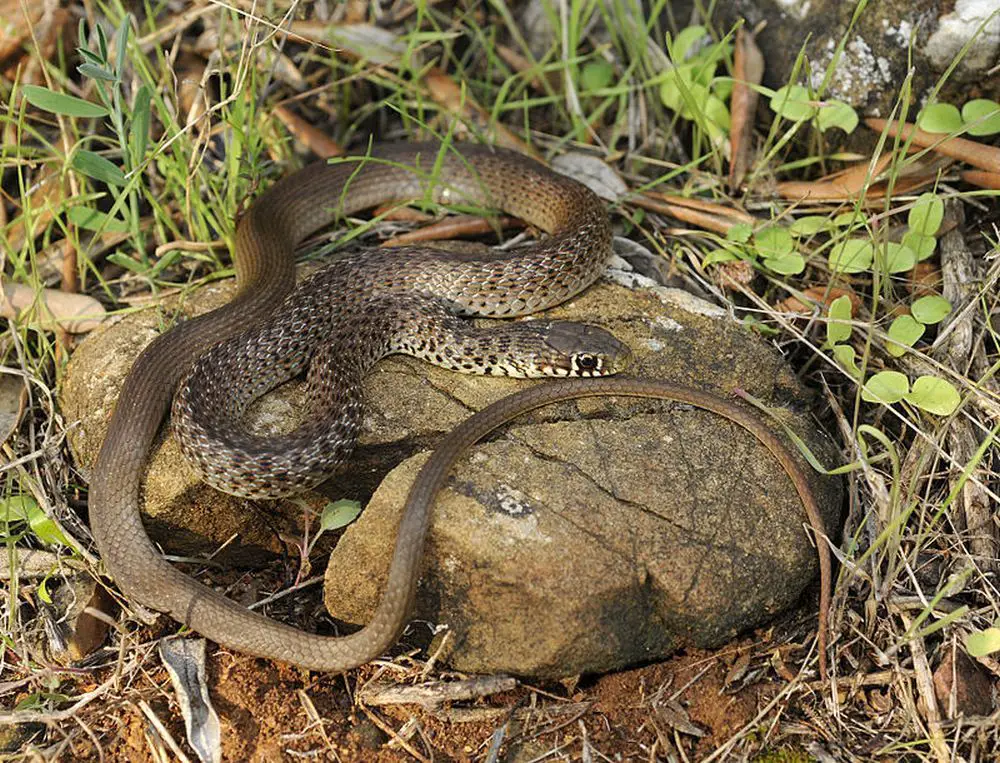 balkan whip snake Benny Trapp cc by 3.0 wiki commons.jpg