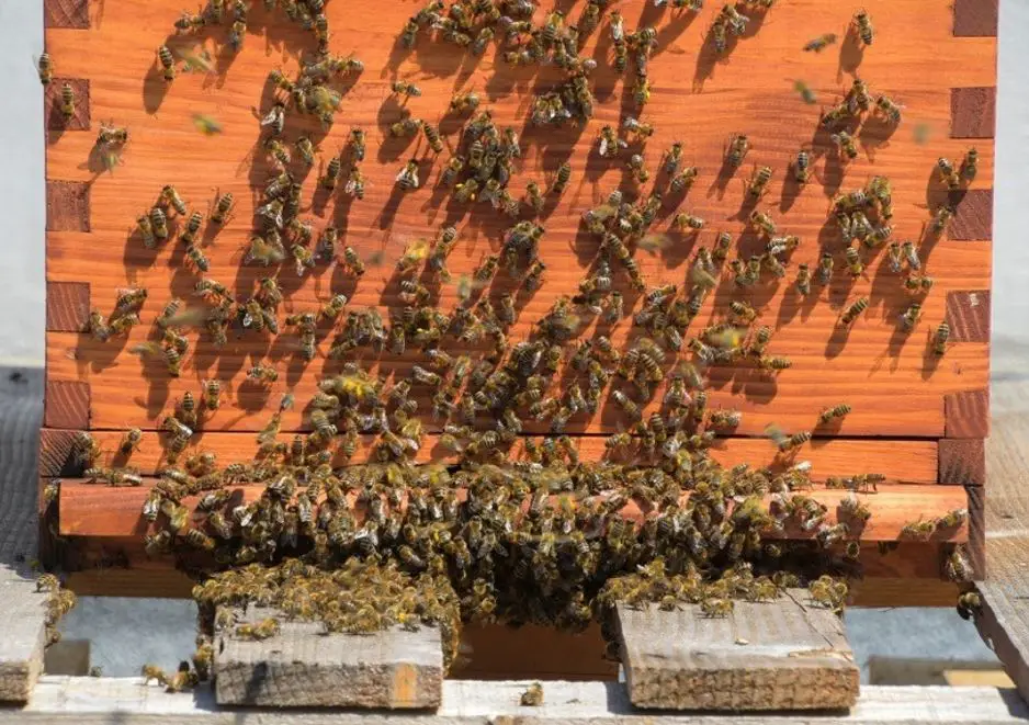 bees at the hotel park.jpg