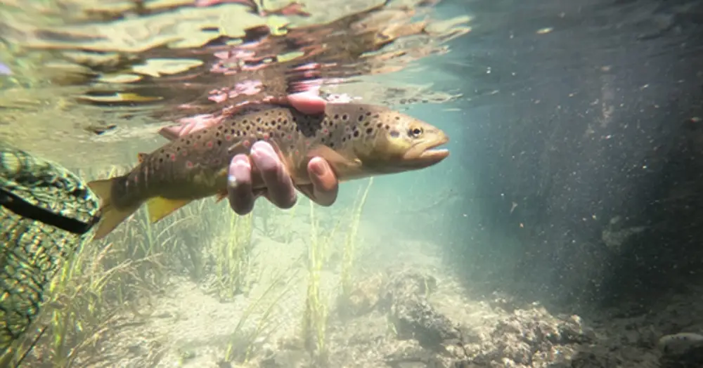 flyfishing slovenia winter spring summer 2021.png