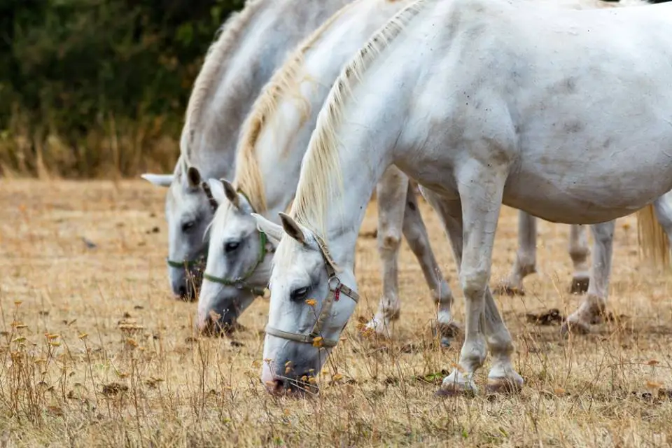 horses.jpg