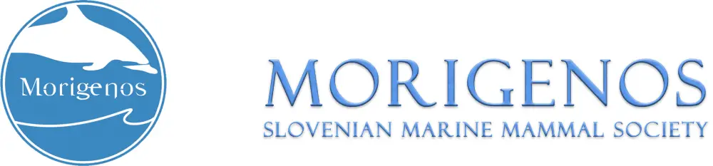 moringenos logo.png