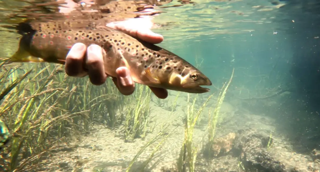 trout fly fishing slovenia.JPG