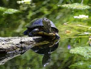 European pond turtle