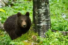 120 Bears & Two Wolves Killed So Far Under Emergency Cull