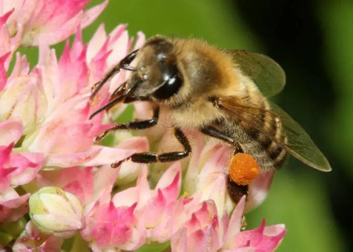 Carniolan honeybee (Apis mellifera carnica) on Hylotelephium &#039;Herbstfreude&#039; with pollen basket