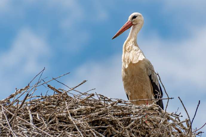 Number of White Storks Increasing in Slovenia, But Fewer in Prekmurje
