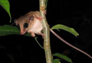 Mouse Opossum (Marmosa/Micoureus sp.) in the Tambopata Reserve, Peru