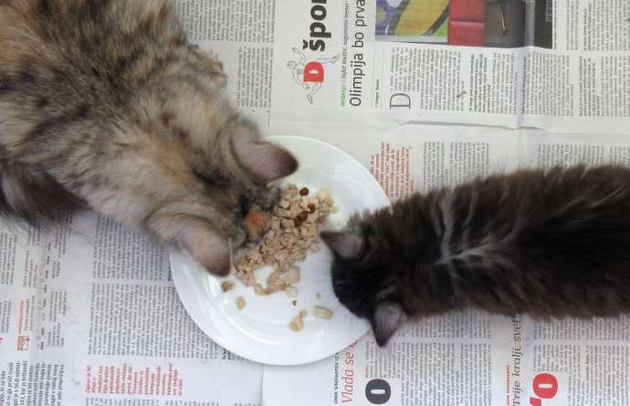 Eat the news