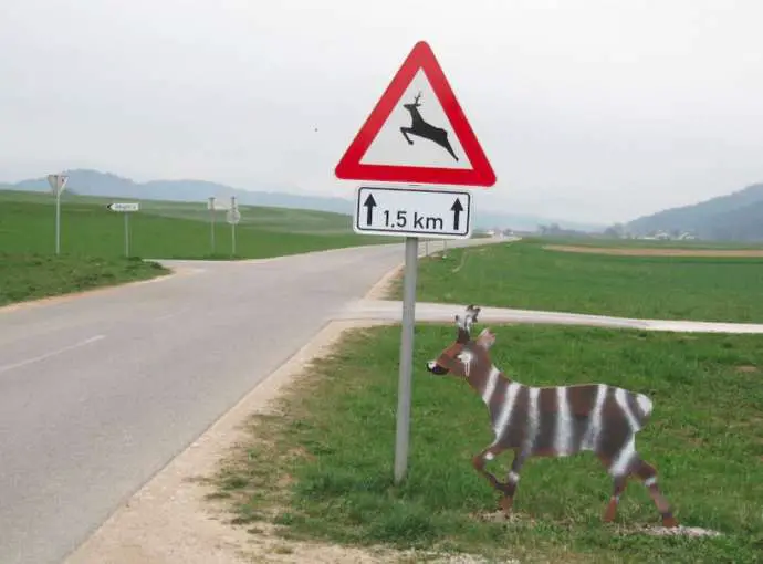 What to Do if Your Car Hits a Wild Animal  In Slovenia (Video)