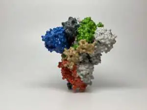 3D print of a spike protein on the surface of SARS-CoV-2—
