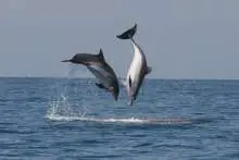 Two common bottlenose dolphins in the Bay of Piran