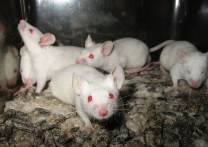 Slovenian Coronavirus Vaccine Shows Promise in Mice