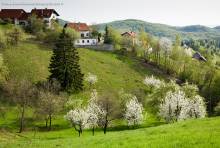 Trees blossoming in Spring near Volavlje in the Janče hills to the east of Ljubljana, Slovenia