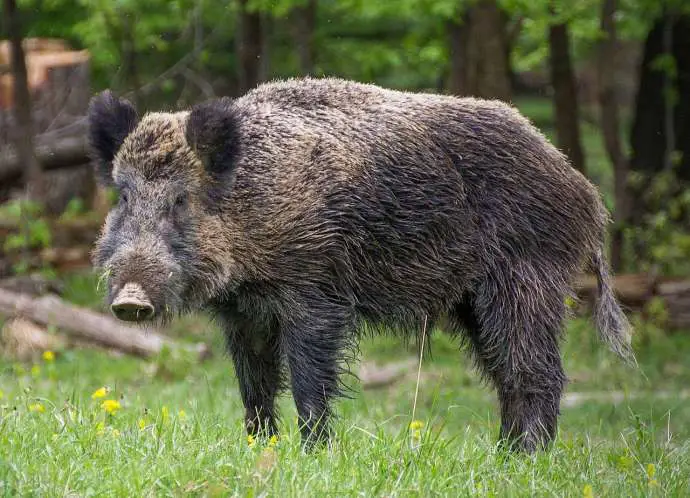 FEATURE: Farmers Highlight Damage Caused by Boars, Deer