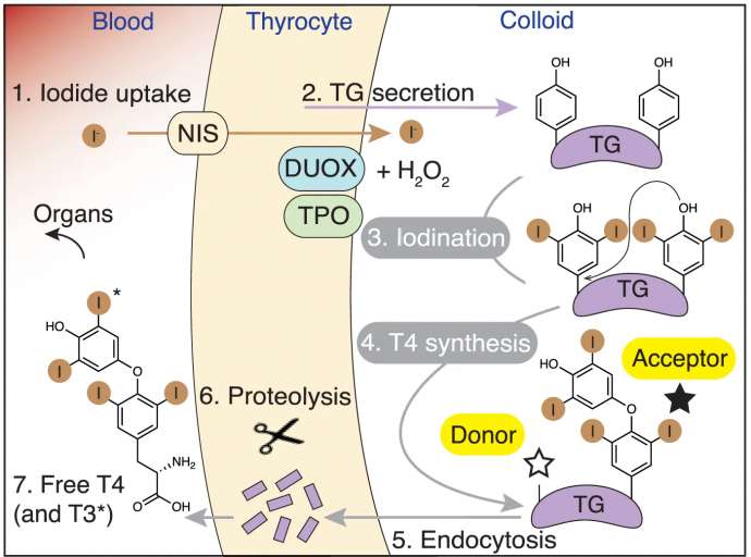 One of the figures from the paper showing the chemistry of thyroid-hormone formation.