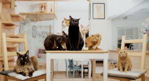 Last Days of Cat Café in Ljubljana