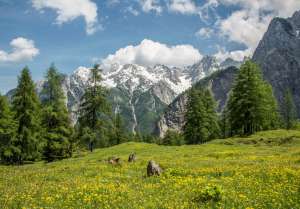 Meadows Under Vrsic Mountain Pass