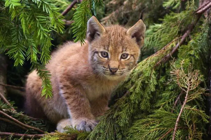 A lynx kitten, but not the one in question