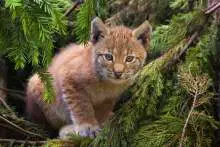 45 Yrs After the Lynx was Reintroduced to Slovenia, a New Animal Will Arrive Next Year (Videos)