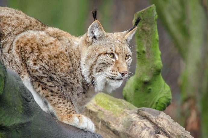 A lynx, albeit not in Slovenia
