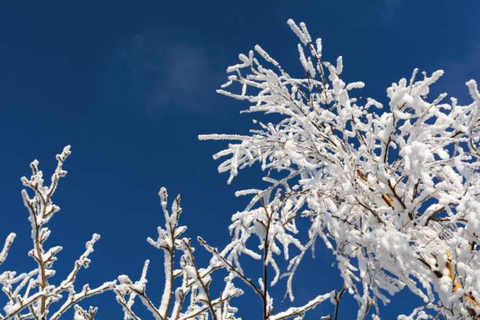 Cold Snap a Catastrophe for Slovenia’s Fruit Crop