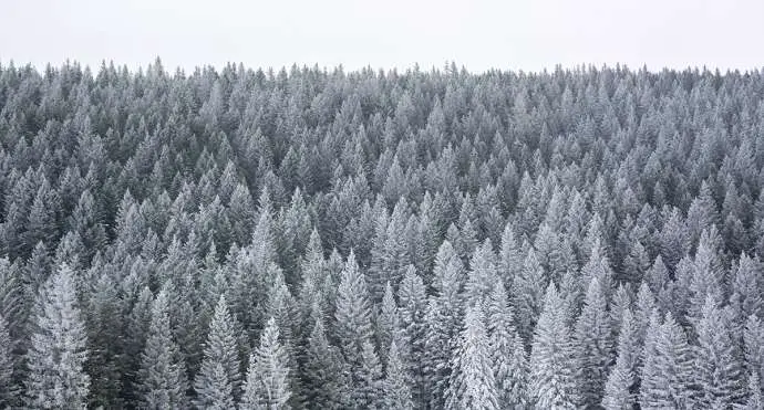 Pine trees covered in snow