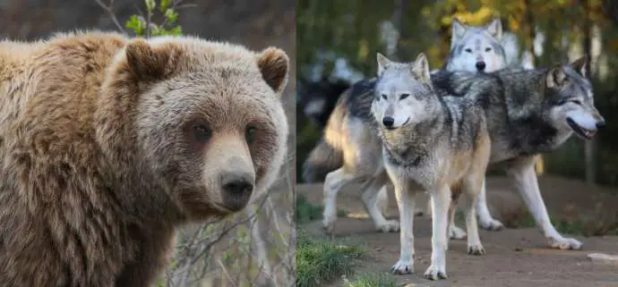 Bear, Wolf Attacks on Livestock Down in 2020