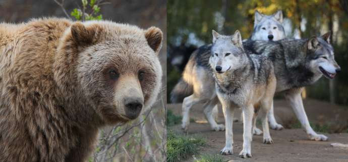 Bear, Wolf Attacks on Livestock Down in 2020