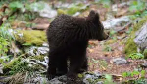 A bear cub