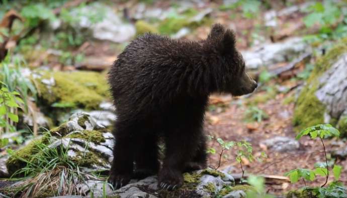 A bear cub